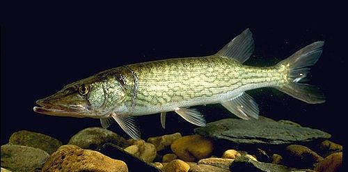 Chain pickerel